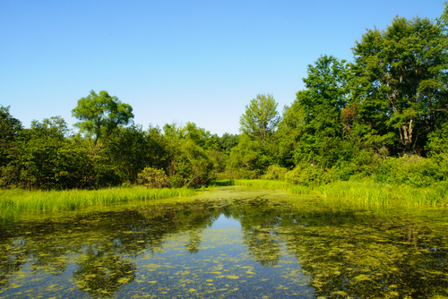 Decc backs wetland bioenergy generation with £1.3m