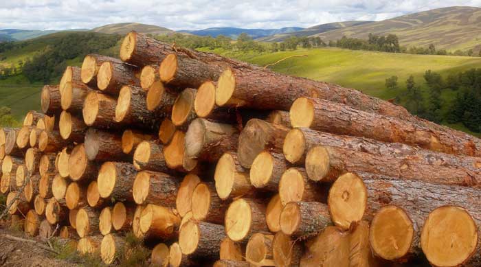 Bioenergy a ‘gamechanger’ for UK, says ETI