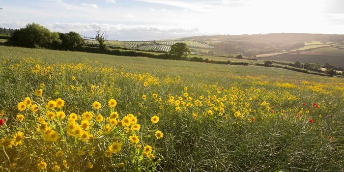 Community projects benefit from Devon solar farm funds