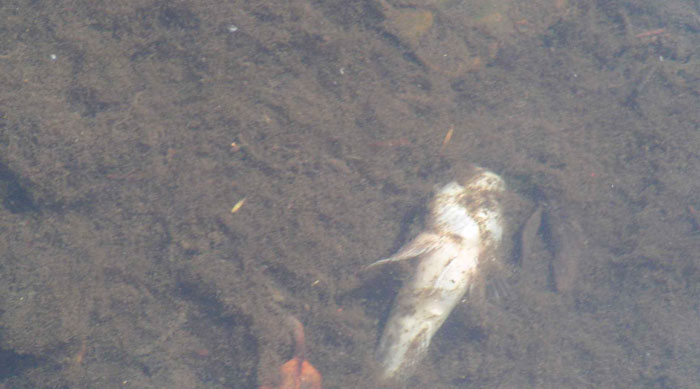 Southern Water and EA investigate Swalecliff Brook pollution