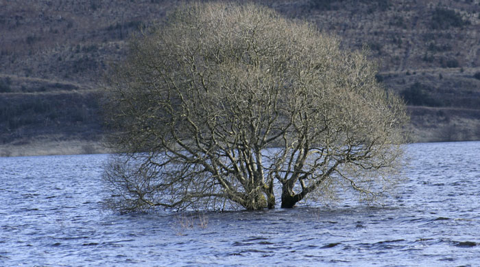 SHEPD rewards RNLI for support reconnecting customers during floods