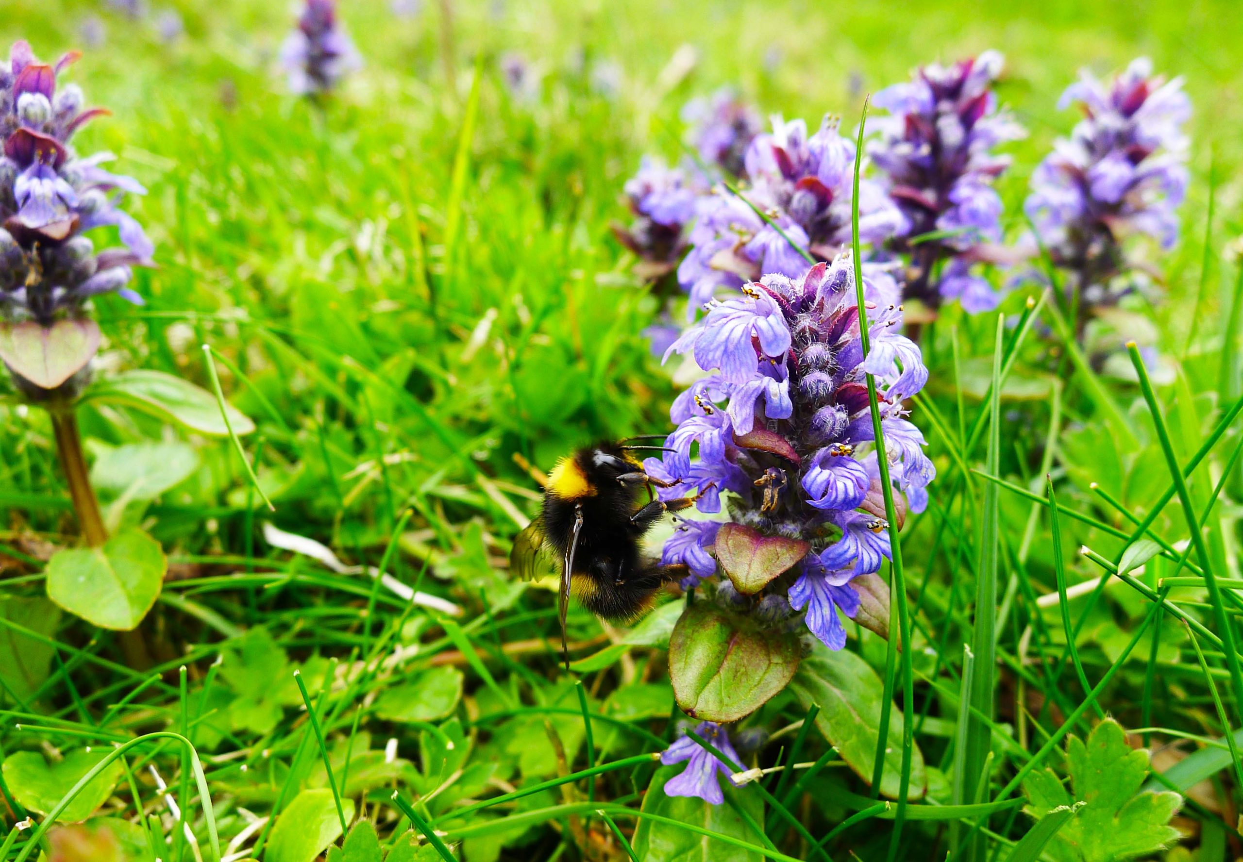 Mapping a pollinator superhighway