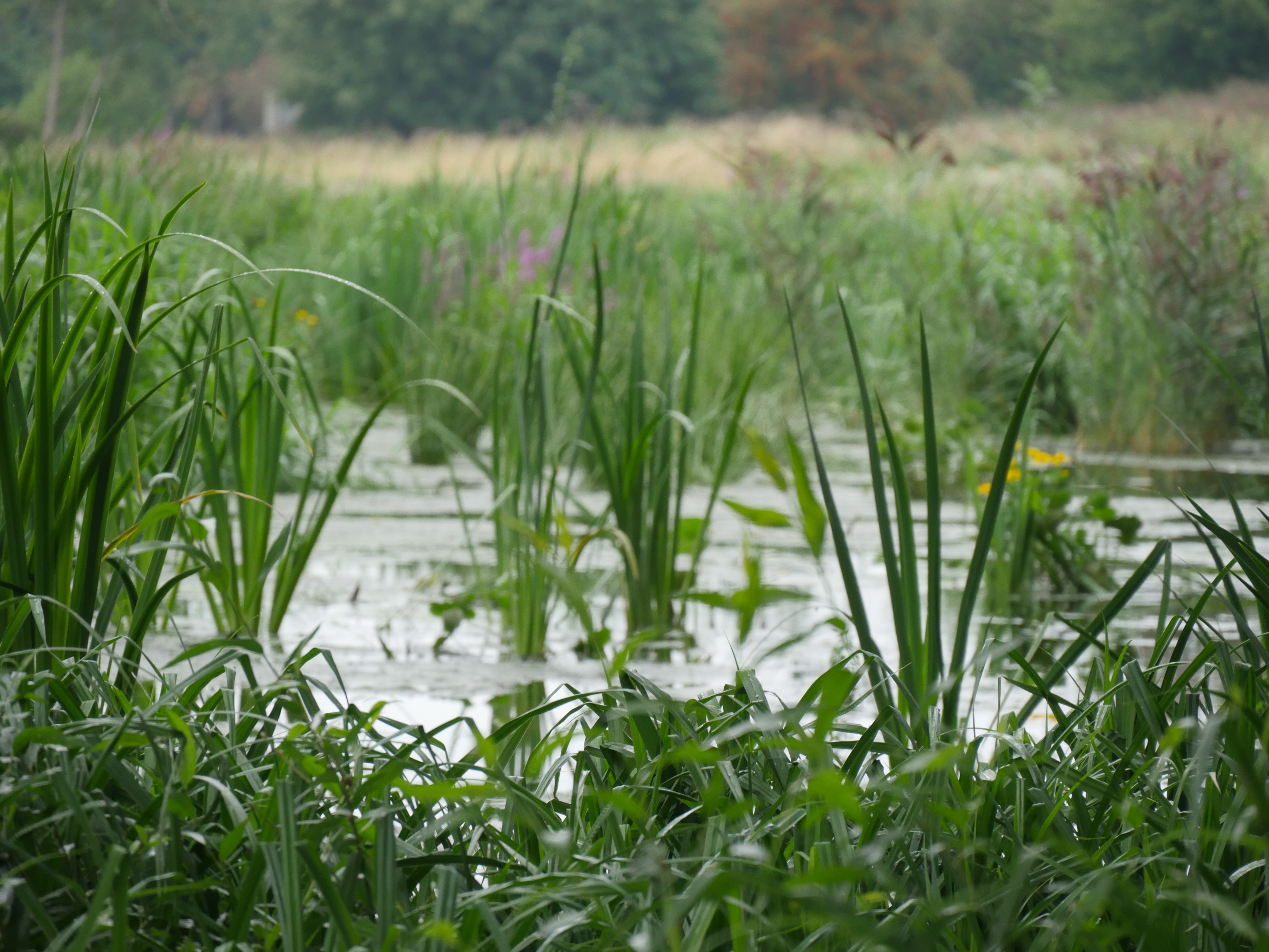 Ingoldisthorpe wetland Anglian